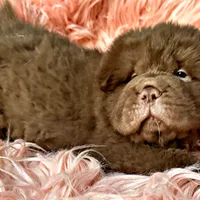 Moose, a male Chinese Shar-Pei for sale in Pikeville, TN – Photo 3 of 9