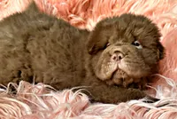 Moose, a male Chinese Shar-Pei for sale in Pikeville, TN – Photo 3 of 9