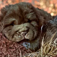 Moose, a male Chinese Shar-Pei for sale in Pikeville, TN – Photo 7 of 9