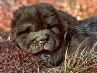 Moose, a male Chinese Shar-Pei for sale in Pikeville, TN – Photo 7 of 9