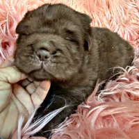 Moose, a male Chinese Shar-Pei for sale in Pikeville, TN – Photo 8 of 9