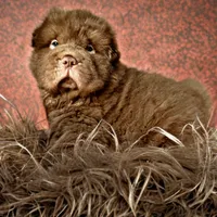 Moose, a male Chinese Shar-Pei for sale in Pikeville, TN – Photo 1 of 9