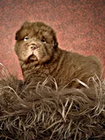 Moose, a male Chinese Shar-Pei for sale in Pikeville, TN – Photo 1 of 9