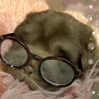 Moose, a male Chinese Shar-Pei for sale in Pikeville, TN – Photo 9 of 9