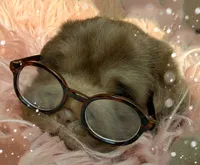 Moose, a male Chinese Shar-Pei for sale in Pikeville, TN – Photo 9 of 9