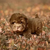 Moose, a male Chinese Shar-Pei for sale in Pikeville, TN – Photo 2 of 9