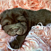 Moose, a male Chinese Shar-Pei for sale in Pikeville, TN – Photo 4 of 9