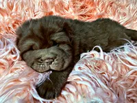 Moose, a male Chinese Shar-Pei for sale in Pikeville, TN – Photo 4 of 9