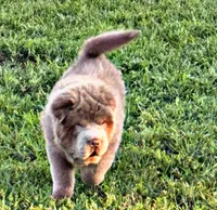 Boomer, a male Chinese Shar-Pei for sale in Pikeville, TN – 2 of 10