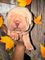 processed/0ac00071-4e31-48c4-8266-3c9632ca1a80/listing/0e8fc153-d0eb-4a1c-89c4-b08eab716490/bc4d358d-139e-4d32-9249-1d6e18458551