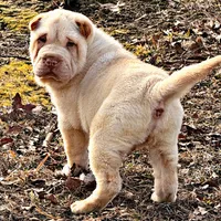 Bert, a male Chinese Shar-Pei for sale in Pikeville, TN – Photo 2 of 5