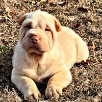 Bert, a male Chinese Shar-Pei for sale in Pikeville, TN – Photo 1 of 5
