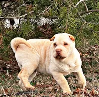 Bert, a male Chinese Shar-Pei for sale in Pikeville, TN – Photo 5 of 5