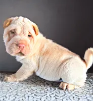 processed/0ac00071-4e31-48c4-8266-3c9632ca1a80/listing/0e8fc153-d0eb-4a1c-89c4-b08eab716490/ef7b2c84-df0c-47cb-821a-2e16ea30ee0c