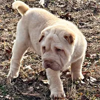 Bert, a male Chinese Shar-Pei for sale in Pikeville, TN – Photo 3 of 5