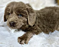 Prynn, a female Newfoundland for sale in Pikeville, TN – Photo 2 of 2