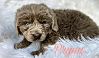 Prynn, a female Newfoundland for sale in Pikeville, TN – Photo 1 of 2