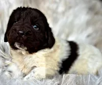 Bodhi, a male Newfoundland for sale in Pikeville, TN – Photo 3 of 5