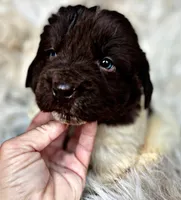 Bodhi, a male Newfoundland for sale in Pikeville, TN – Photo 5 of 5