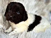 Bodhi, a male Newfoundland for sale in Pikeville, TN – Photo 2 of 5