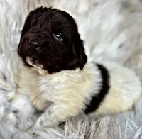 Bodhi, a male Newfoundland for sale in Pikeville, TN – Photo 1 of 5