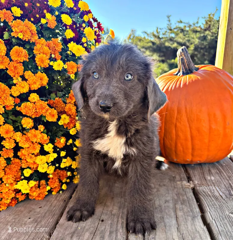 Bree – Newfoundland puppy for sale in Pikeville, TN