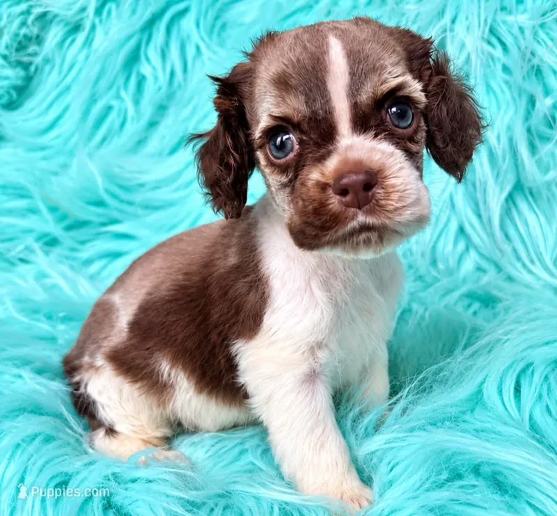 Jessie – Cocker Spaniel puppy for sale in Pikeville, TN