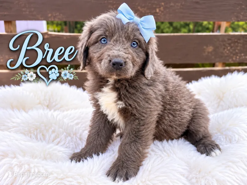 Bree – Newfoundland puppy for sale in Pikeville, TN