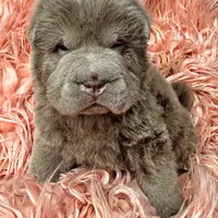 Mogley, a male Chinese Shar-Pei for sale in Pikeville, TN – Photo 2 of 3