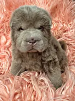 Mogley, a male Chinese Shar-Pei for sale in Pikeville, TN – Photo 2 of 3