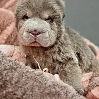 Mogley, a male Chinese Shar-Pei for sale in Pikeville, TN – Photo 1 of 3