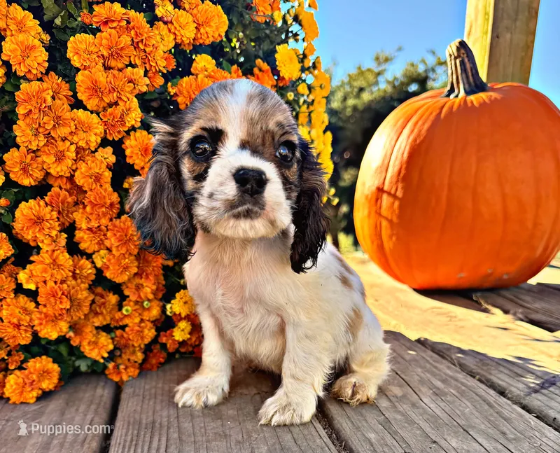 Reuben – Cocker Spaniel puppy for sale in Pikeville, TN