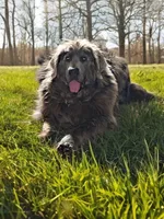 Lolli, a female Newfoundland for sale in Pikeville, TN – 4 of 5