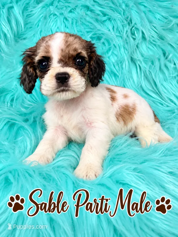 Reuben – Cocker Spaniel puppy for sale in Pikeville, TN