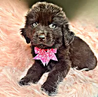 Homer, a male Newfoundland for sale in Pikeville, TN – 2 of 3