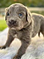 Cyndi  Lou, a female Newfoundland for sale in Pikeville, TN – Photo 2 of 6