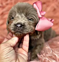 Cyndi  Lou, a female Newfoundland for sale in Pikeville, TN – Photo 6 of 6