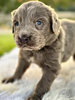 Cyndi  Lou, a female Newfoundland for sale in Pikeville, TN – Photo 3 of 6