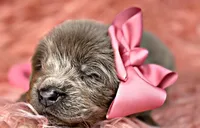 Cyndi  Lou, a female Newfoundland for sale in Pikeville, TN – Photo 4 of 6