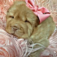 Berkley, a female Chinese Shar-Pei for sale in Pikeville, TN – Photo 2 of 5