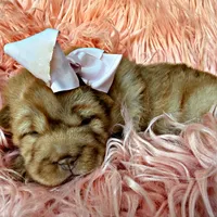 Berkley, a female Chinese Shar-Pei for sale in Pikeville, TN – Photo 4 of 5