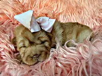 Berkley, a female Chinese Shar-Pei for sale in Pikeville, TN – Photo 4 of 5