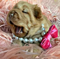 Berkley, a female Chinese Shar-Pei for sale in Pikeville, TN – Photo 5 of 5