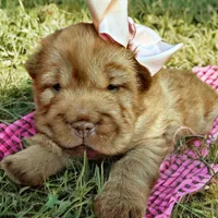 Berkley, a female Chinese Shar-Pei for sale in Pikeville, TN – Photo 3 of 5