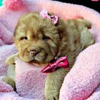 Berkley, a female Chinese Shar-Pei for sale in Pikeville, TN – Photo 1 of 5