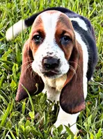 Jonesy, a male Basset Hound for sale in Pikeville, TN – 4 of 7
