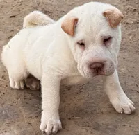 Zebb, a male Chinese Shar-Pei for sale in Pikeville, TN – 2 of 5