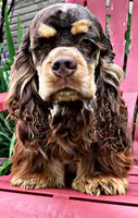 Jessie, a male Cocker Spaniel for sale in Pikeville, TN – 4 of 6
