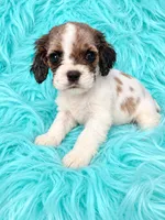 Reuben, a male Cocker Spaniel for sale in Pikeville, TN – 3 of 6