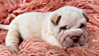 Zebb, a male Chinese Shar-Pei for sale in Pikeville, TN – 3 of 4